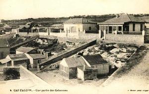 CAP FALCON  (20)